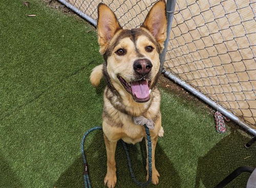 picture of the dog needing adoption