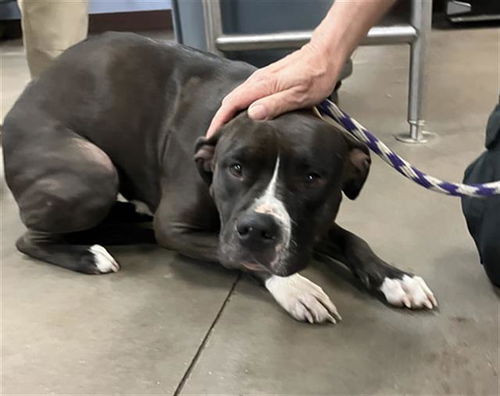 picture of the dog needing adoption