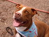 adoptable Dog in  named RYDER