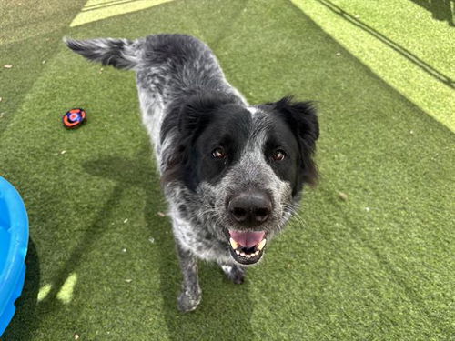 picture of the dog needing adoption