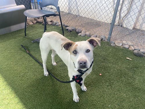 picture of the dog needing adoption