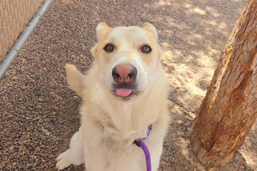picture of the dog needing adoption