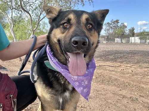 picture of the dog needing adoption