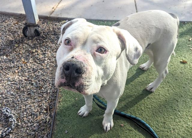 adoptable Dog in Phoenix, AZ named DAHLIA