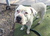 adoptable Dog in  named DAHLIA