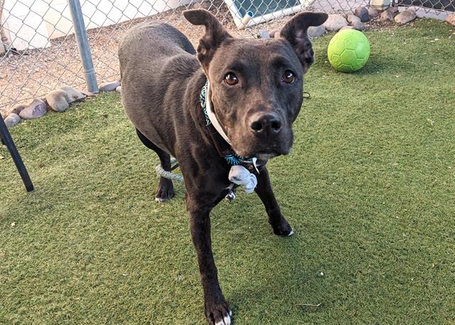 adoptable Dog in Phoenix, AZ named SHADOW
