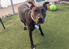 adoptable Dog in  named SHADOW