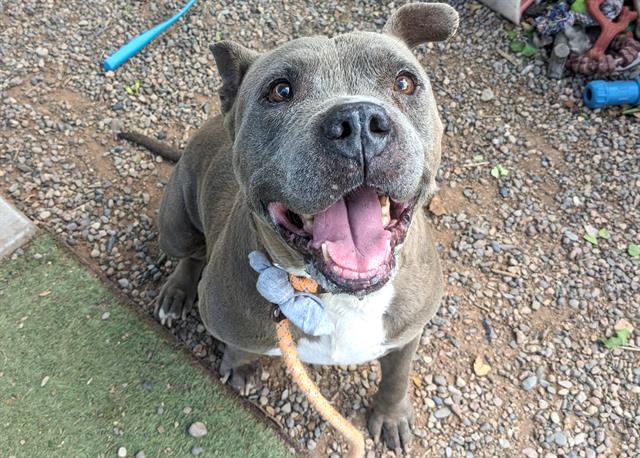 adoptable Dog in Phoenix, AZ named TONY BARK