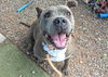 adoptable Dog in  named TONY BARK