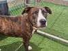 adoptable Dog in  named RANGER