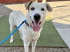 adoptable Dog in  named AIOLI