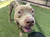adoptable Dog in  named SAN DIEGO