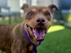 adoptable Dog in Phoenix, AZ named LIL SWISS