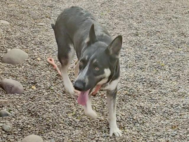 adoptable Dog in Phoenix, AZ named FLOWER