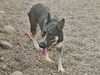 adoptable Dog in  named FLOWER