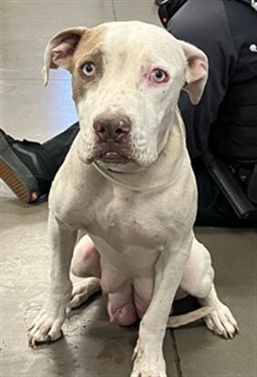 adoptable Dog in Phoenix, AZ named NELL