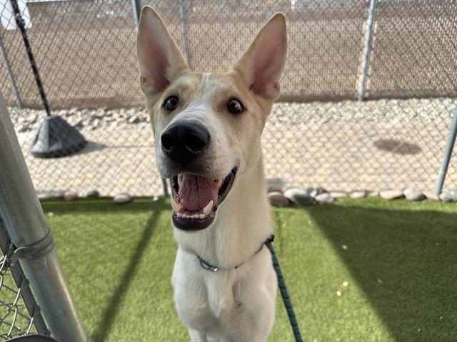 adoptable Dog in Phoenix, AZ named ROSEMONTE