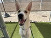 adoptable Dog in  named ROSEMONTE