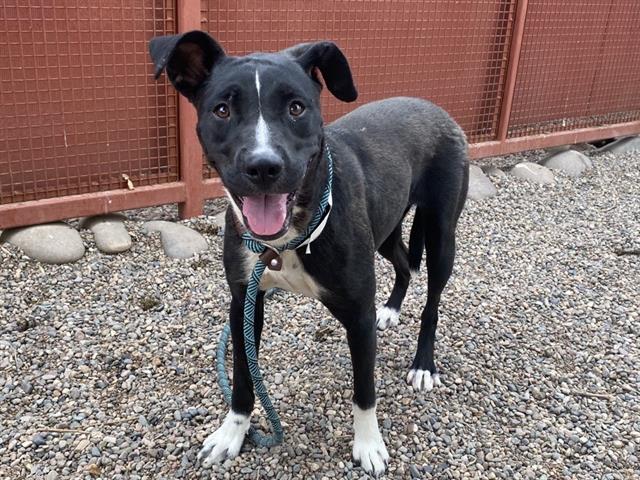 adoptable Dog in Phoenix, AZ named PARAMORE