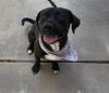 adoptable Dog in  named PANCHO