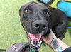 adoptable Dog in  named DOTDOT