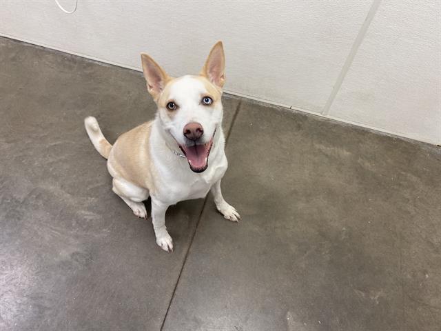 adoptable Dog in Phoenix, AZ named VALERIE