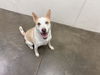 adoptable Dog in  named VALERIE
