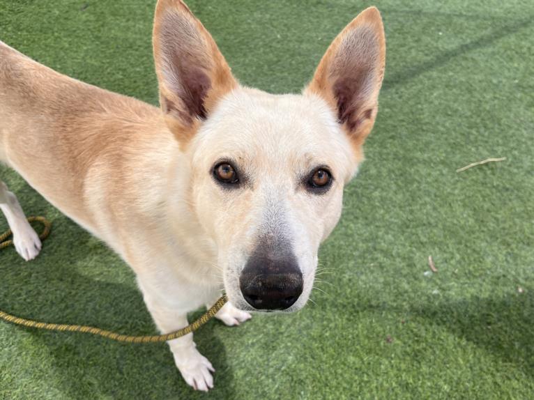adoptable Dog in Phoenix, AZ named TWINKIE