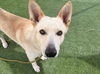 adoptable Dog in  named TWINKIE