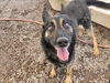 adoptable Dog in  named BOSTON