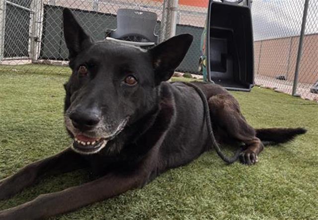 adoptable Dog in Phoenix, AZ named DUSTY