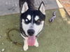 adoptable Dog in Phoenix, AZ named SNOOPY