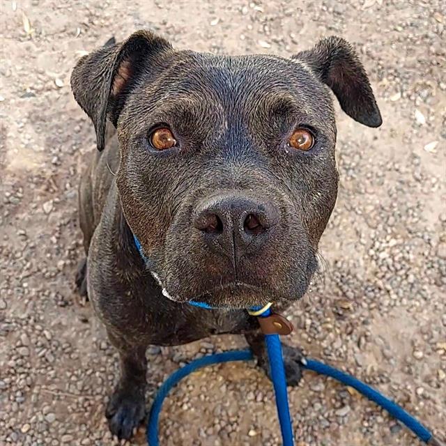 adoptable Dog in Phoenix, AZ named DARLENE