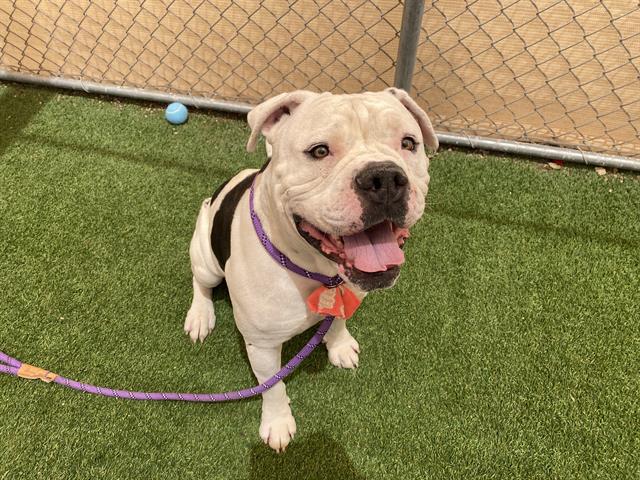 adoptable Dog in Phoenix, AZ named RIBEYE