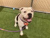 adoptable Dog in  named RIBEYE