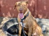 adoptable Dog in Phoenix, AZ named BIANCA