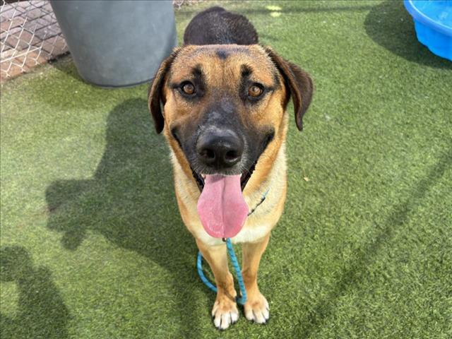 adoptable Dog in Phoenix, AZ named CORY