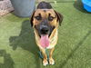 adoptable Dog in Phoenix, AZ named CORY