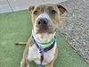 adoptable Dog in  named HAVEN