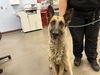 adoptable Dog in  named MORTY