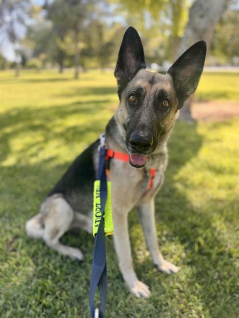 adoptable Dog in Phoenix, AZ named MORTY