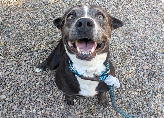 adoptable Dog in Phoenix, AZ named WINSTON