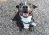 adoptable Dog in  named WINSTON