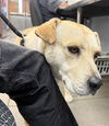 adoptable Dog in Phoenix, AZ named RAY