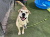 adoptable Dog in  named RAY