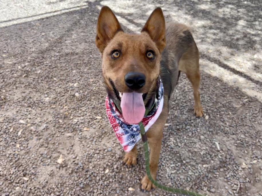 adoptable Dog in Phoenix, AZ named ADELAIDE