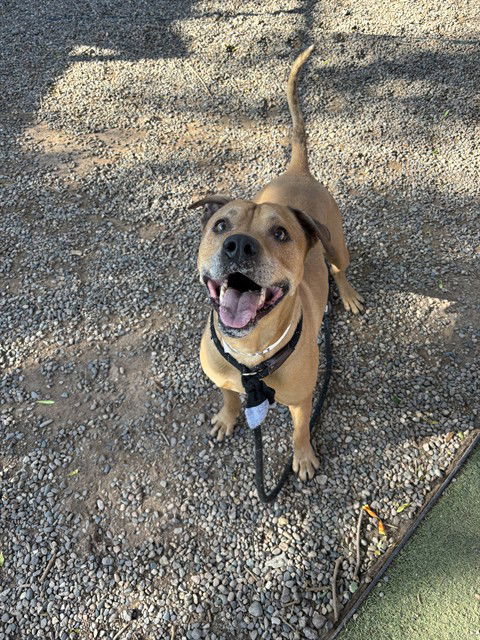 adoptable Dog in Phoenix, AZ named TIMMY