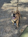 adoptable Dog in  named TIMMY