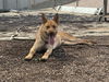adoptable Dog in  named MCQUEEN