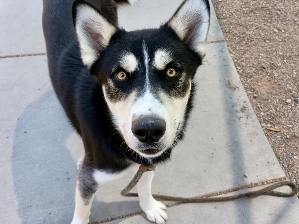 adoptable Dog in Phoenix, AZ named OSO